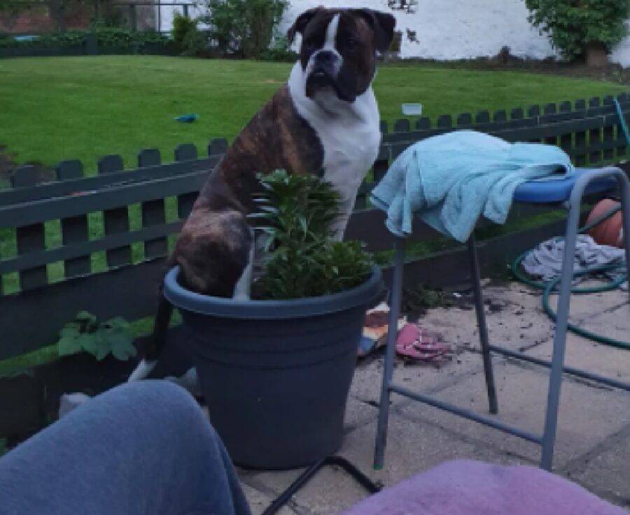 cane boxer sopra piante