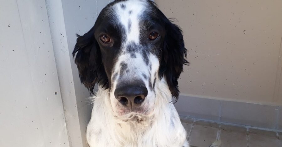 cane dal pelo bianco e nero