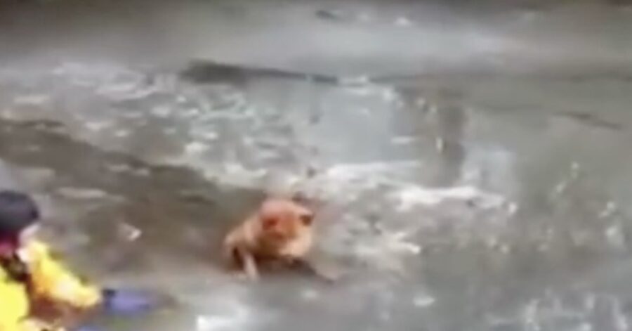 cane caduto in lago ghiacciato