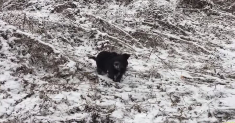 cagnolino randagio nella neve