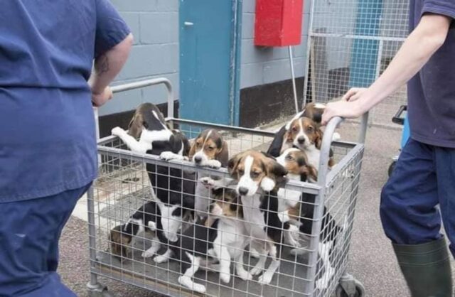 Arrivati venti beagle di 4 mesi per la sperimentazione a Verona