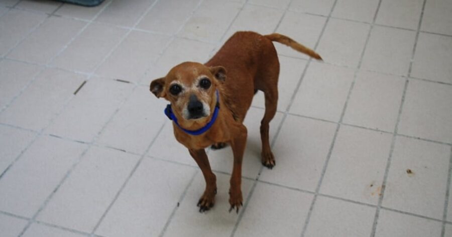 cagnolina di taglia piccola