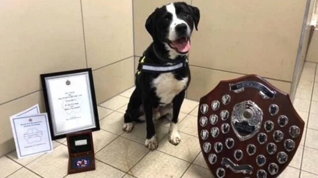 Bandit, il cane diventato poliziotto dopo il rifiuto della sua adozione