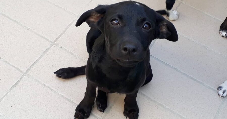 cane che guarda la volontaria