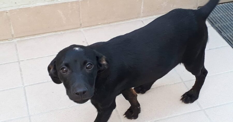 cagnolina dal pelo tutto nero