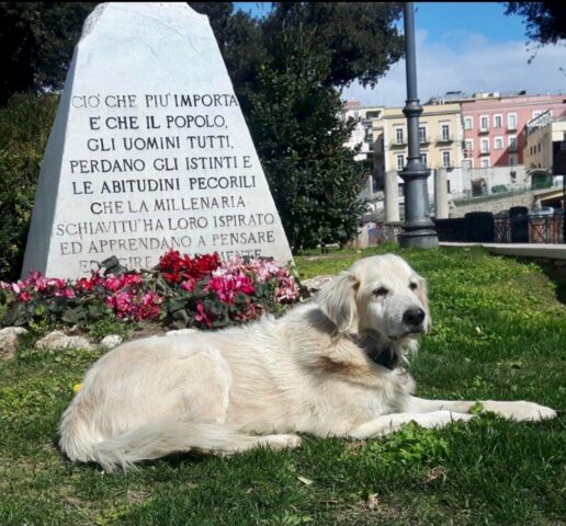 Biondo, il cane che vive libero da 18 anni in un giardinetto pubblico