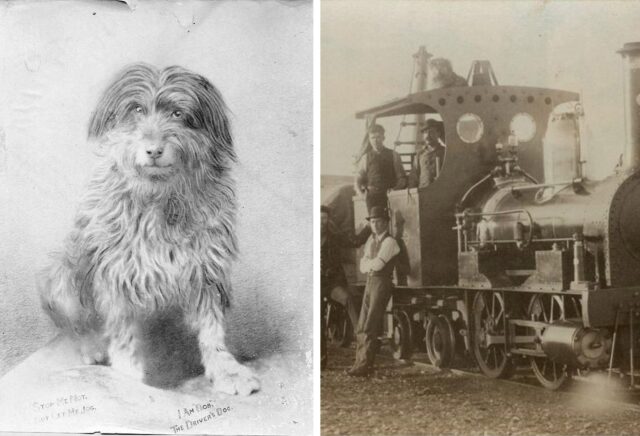 Bob il cucciolo della ferrovia che ha viaggiato per tutta l’Australia (VIDEO)