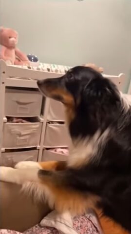 Border Collie incontra un neonato per la prima volta (VIDEO)