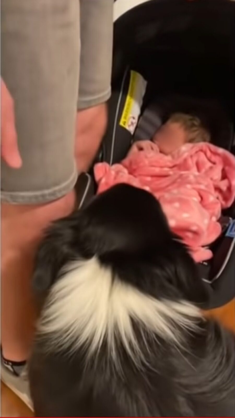 border collie incontra un bebè