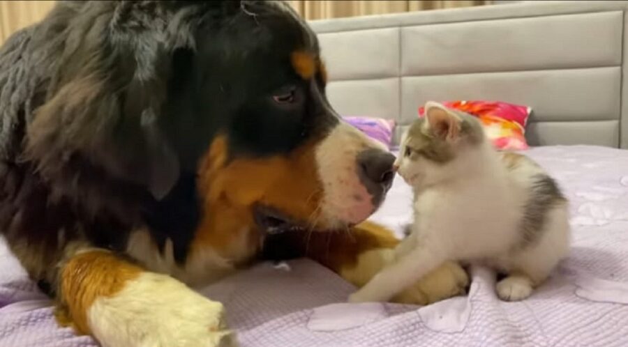 bovaro del bernese incontra un gattino per la prima volta 