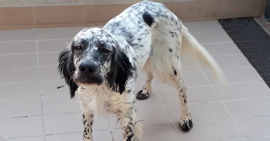 cagnolino con il naso nero