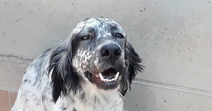 cane dal pelo bianco e nero