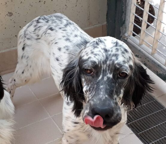 Brandy: cagnolina da compagnia aspetta impaziente una padrona