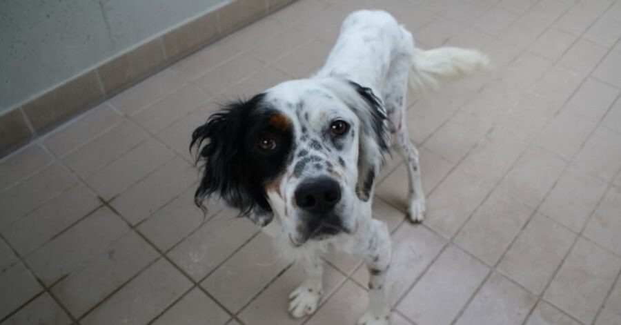 cagnolino bianco e nero