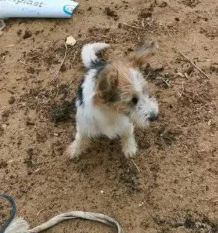 Cagnolina di pochi mesi cerca un umano che si prenda cura di lei