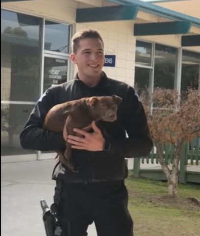 Cane adottato dallo stesso poliziotto che lo ha salvato (VIDEO)