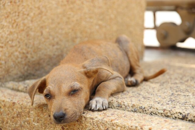 Cani avvelenati per vendetta a Catanzaro dopo la morte di Simona Cavallaro