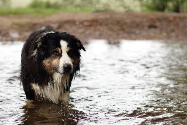 Il salvataggio di Cautin, un cagnolino recuperato dai pompieri in un fiume (VIDEO)