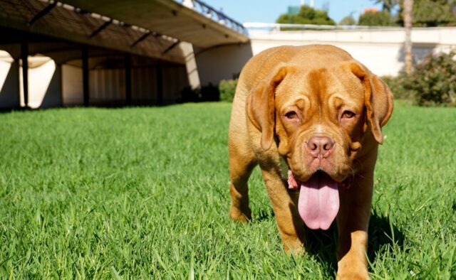 Dogue de Bordeaux morto per un malore mentre si trovava al porto