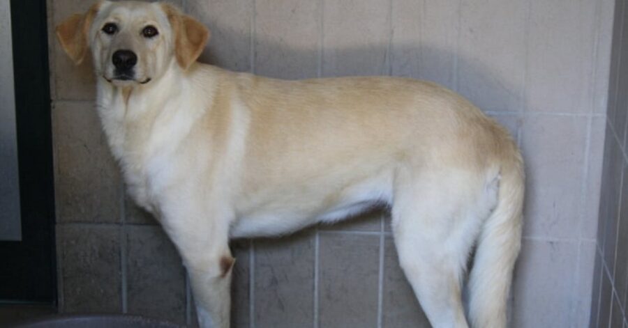 cagnolina attaccata al muro