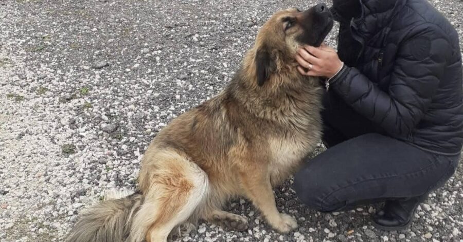 cane seduta con una persona