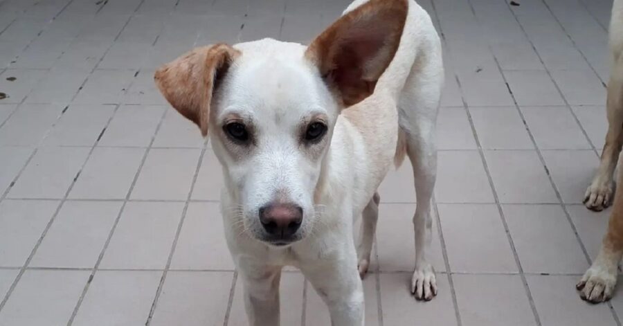 cagnolina con un orecchio basso