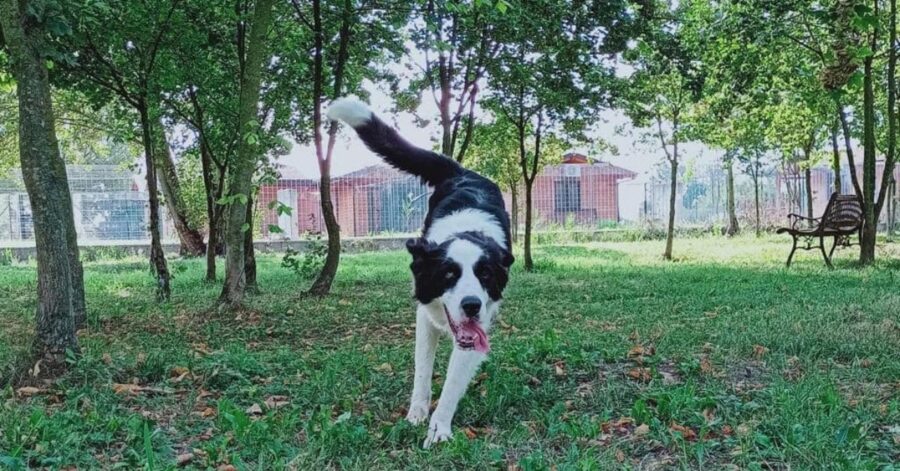 cane gioca in giardino