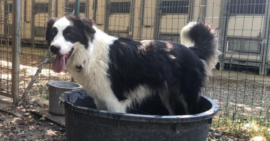 cane fa il bagno dentro una bacinella