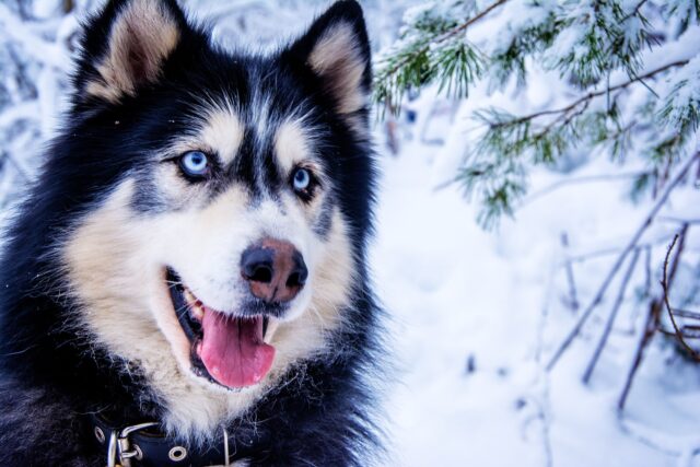 Il cane bacia il pompiere che gli ha salvato la vita dopo un momento di grande pericolo e spavento