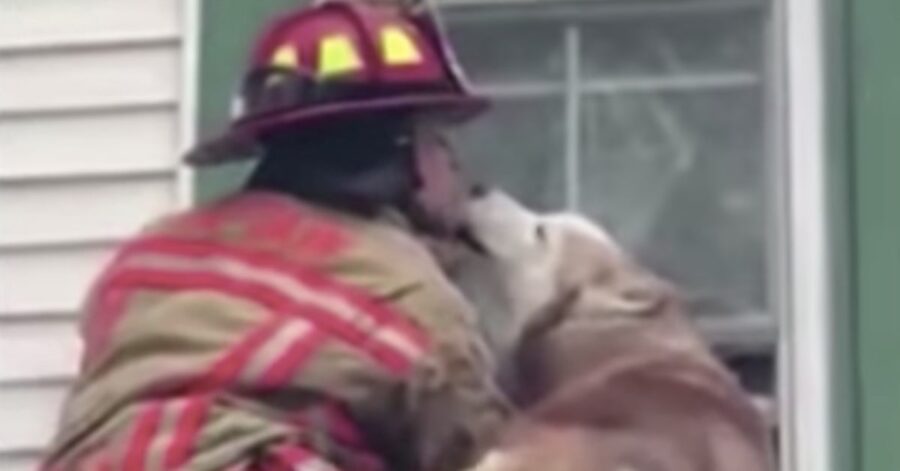 Husky da un bacio al pompiere che lo ha salvato