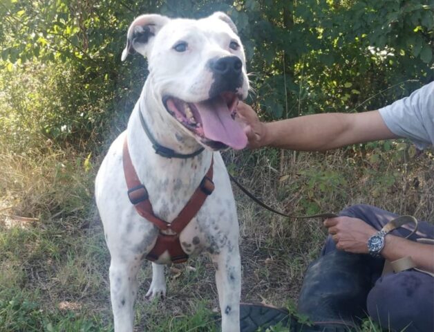 Jason è arrivato in canile che era solo un cucciolo e non ne è più uscito. Realizziamo il suo miracolo