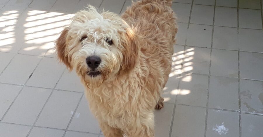 cagnolino dal pelo chiaro e particolare