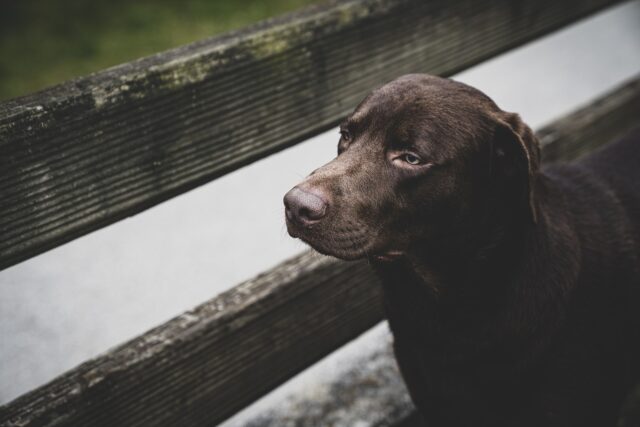 Un eroico pompiere salva un Labrador rimasto intrappolato in un fienile in fiamme (VIDEO)