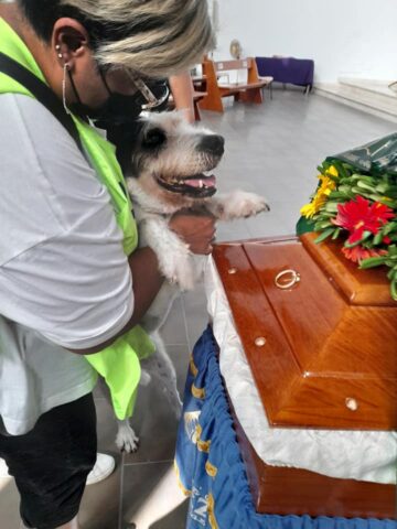 Laika, cane fedele: il suo straziante ultimo saluto al suo amico umano tocca i cuori di tutti