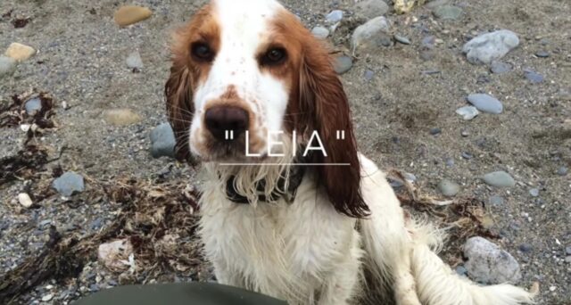 Leia, la cagnolina che ha salvato un cucciolo di focena arenato (VIDEO)
