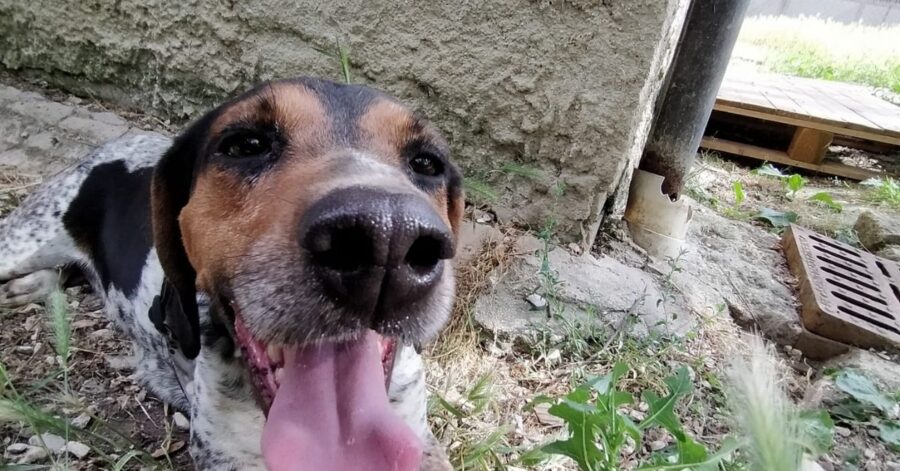 cagnolina in giardino