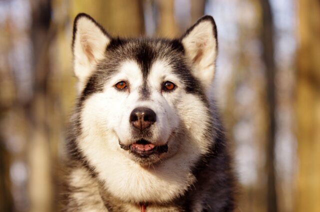 La storia di Lilac, un’ Husky maltrattata salvata dai volontari di una associazione animalista (VIDEO)