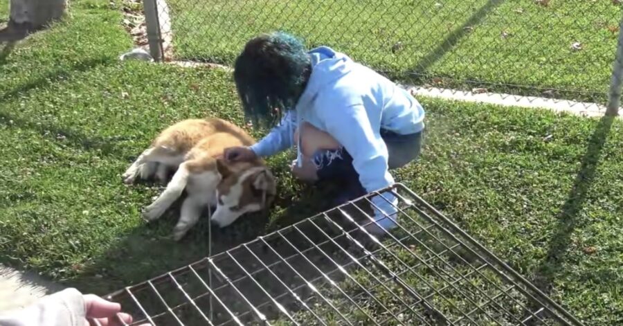 volontari salvano cane maltrattato