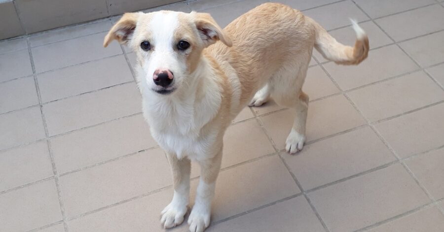 cagnolino nel canile di Brescia