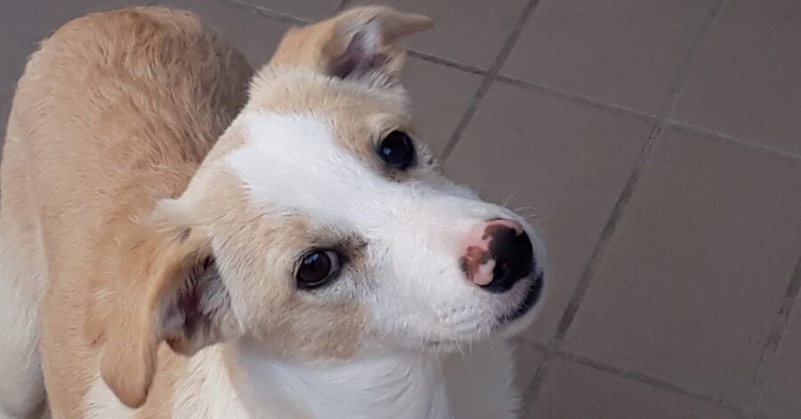 cagnolino con gli occhi neri