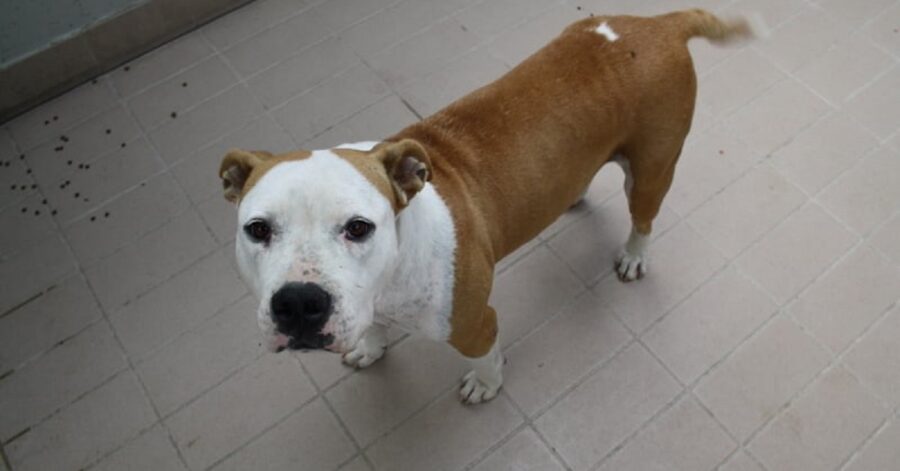 cagnolina dal pelo bianco e marrone