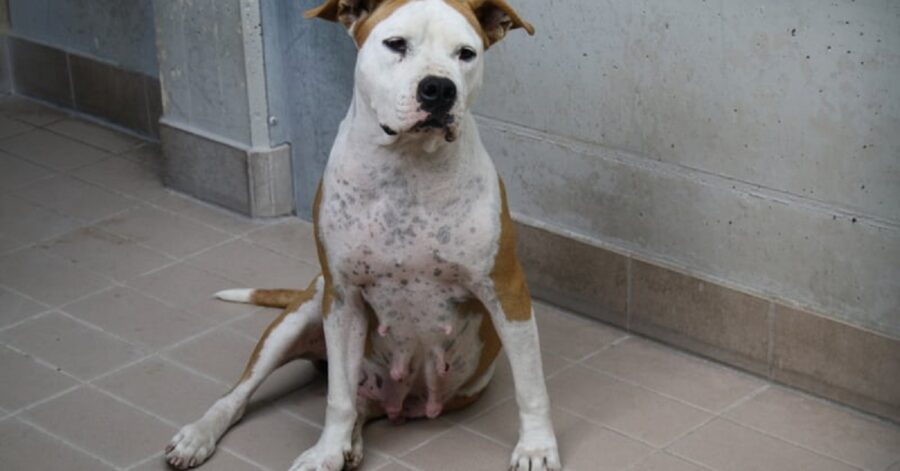 cagnolina che ha finito di allattare