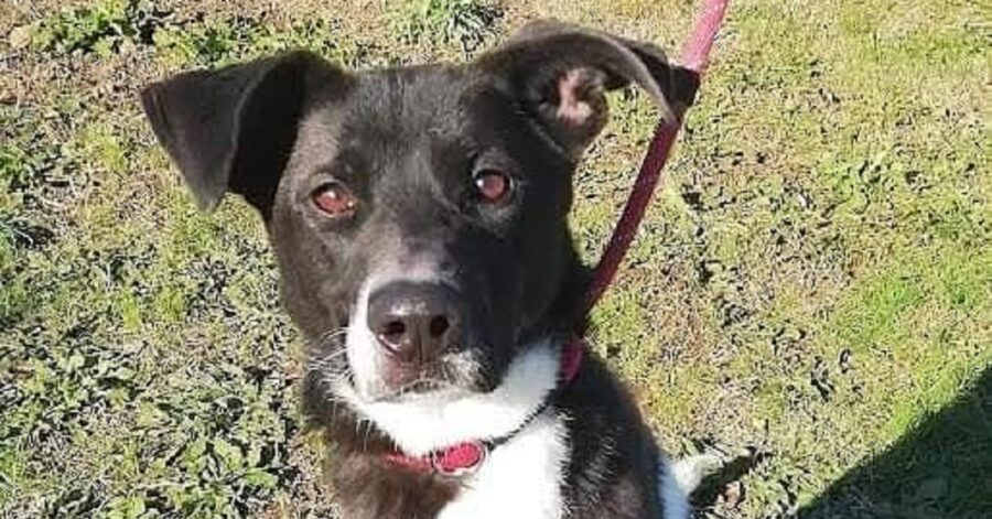 cagnolino con il collare rosso