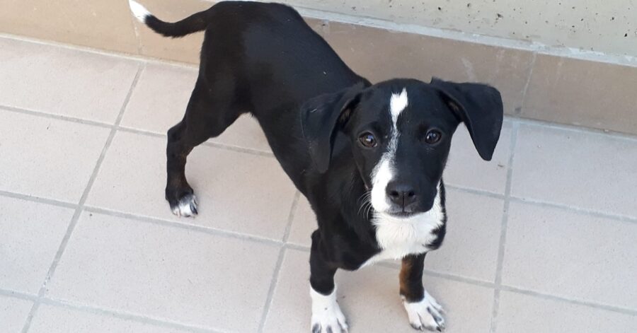 cane dal pelo corto bianco e nero