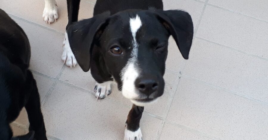 cagnolina che fa un occhiolino