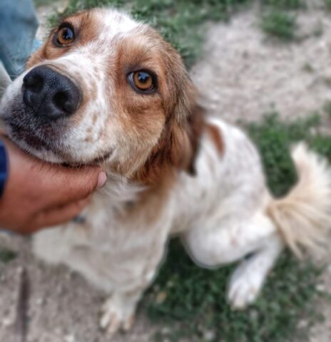 Nina, la cagnolina trovata legata ad un albero cerca una famiglia