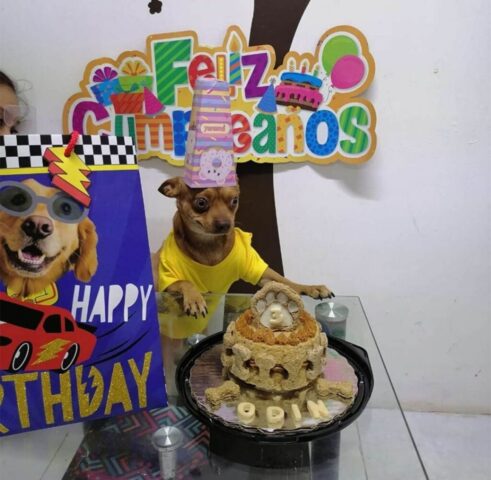 Odino, il cane super felice di festeggiare il suo compleanno (VIDEO)