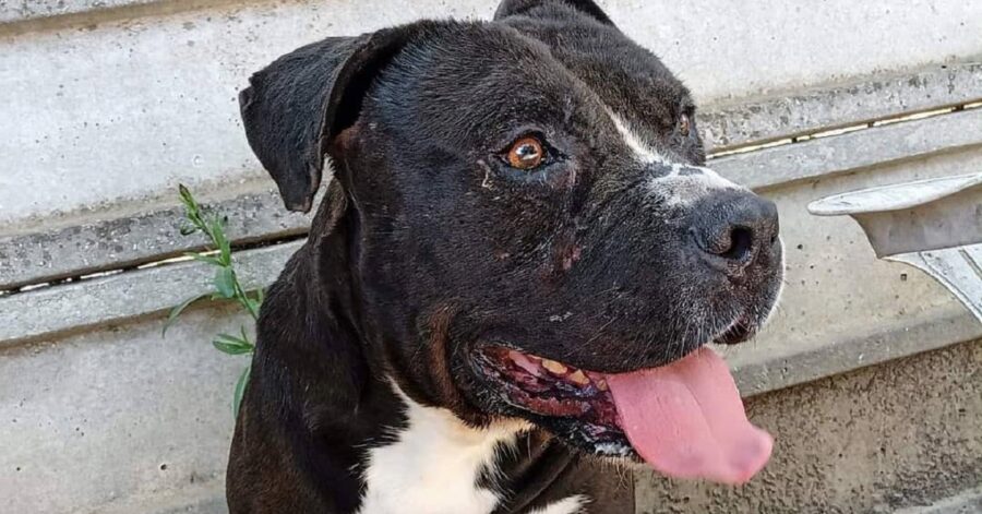 cagnolino con la lingua fuori