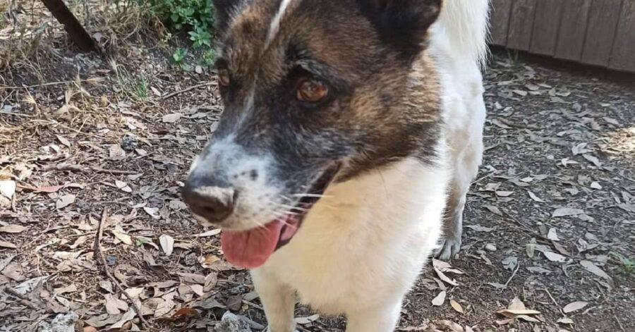 cagnolino dalle orecchie lunghe