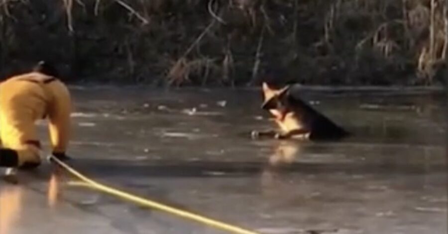 pompieri salvano un cane in pericolo